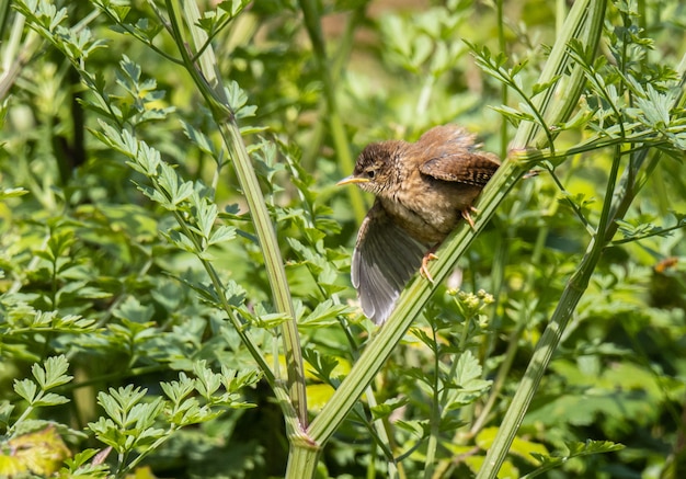 Der kleine Vogel sucht am Horizont nach Insekten