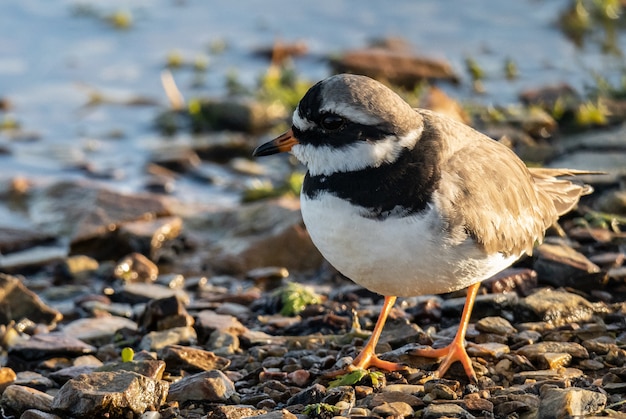 Der kleine Vogel sucht am Horizont nach Insekten