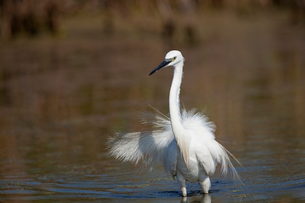 Der kleine weiße Reiher fischt Gefilmt an der Mündung des Kuban-Flusses