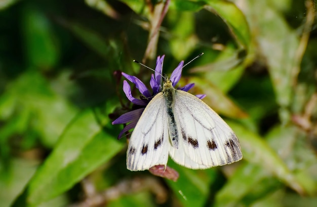 Der kleine weiße Schmetterling Pieris rapae sammelt Nektar von einer lila Blume