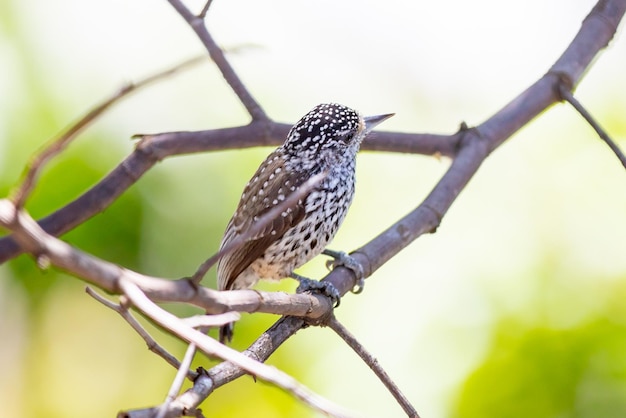 Der kleinste Specht der Welt ist nur der brasilianische Zwergspecht Picumnus albosquamatus