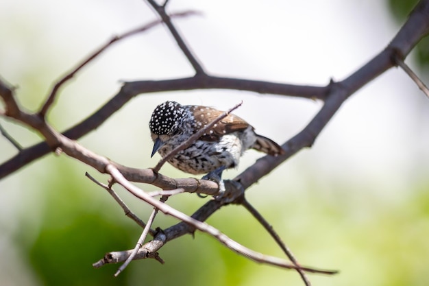 Der kleinste Specht der Welt ist nur der brasilianische Zwergspecht Picumnus albosquamatus