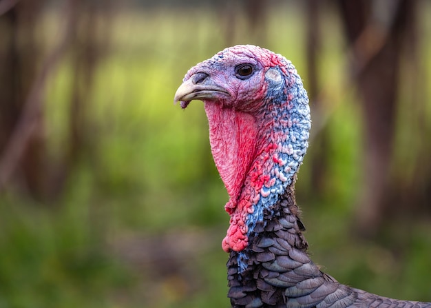 Der Kopf der Türkei mit einer roten und blauen Halsnahaufnahme. Seitenansicht.