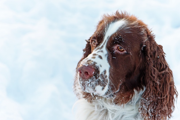 Der Kopf des Hundes ist der englische Springer Spaniel im Schnee.