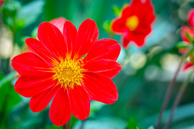 Der Kopf einer Gartenblume in Nahaufnahme...