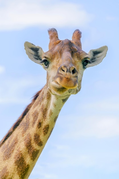 Der Kopf einer jungen schönen Giraffe Welt der wild lebenden Tiere