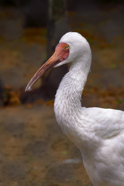 Der Kopf eines weißen Ibis. Ein seltener afrikanischer Vogel mit einem großen roten Schnabel