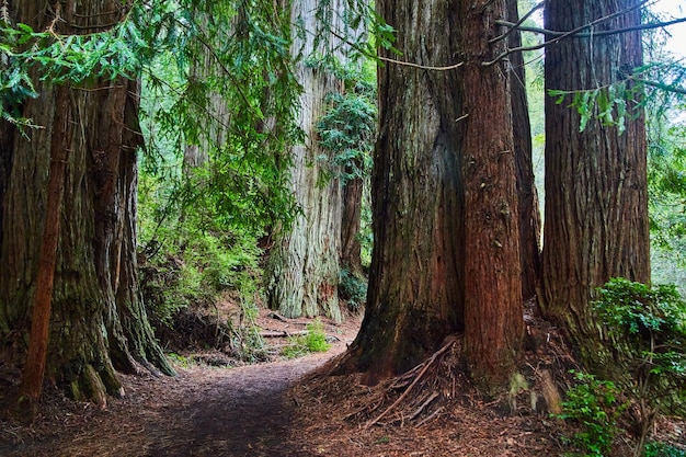 Der kurvenreiche Weg führt um große Redwoodbäume in Kalifornien herum