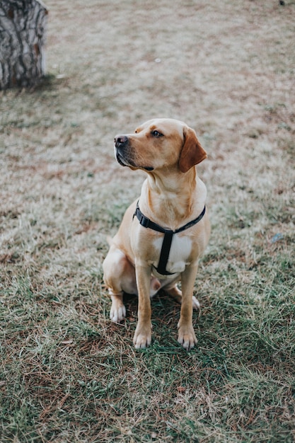 Der Labrador-Hund, der auf dem Gras im Wald sitzt, bildete Hundekonzept aus