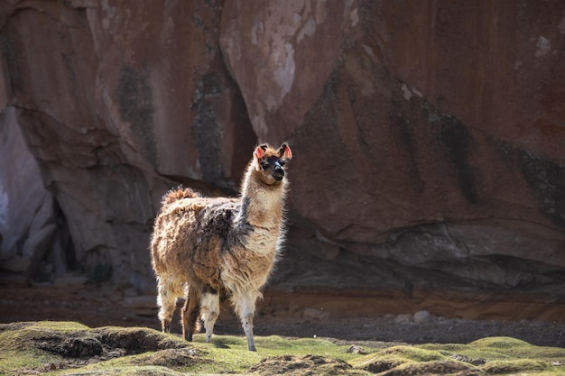 Der Lama steht im Tal der Steine Bolivien Uyuni Altiplano