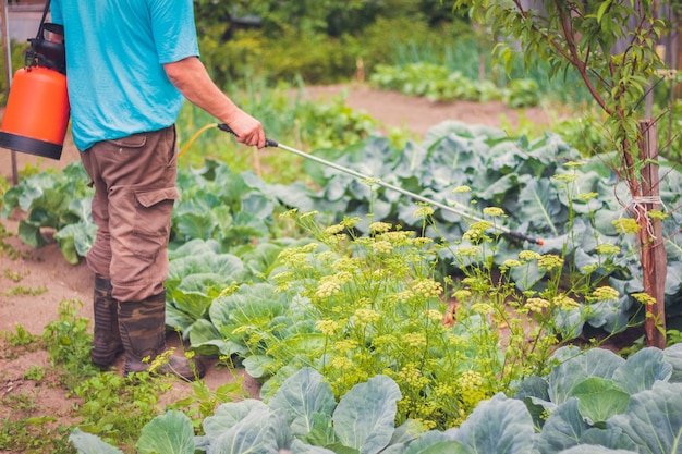 Der Landwirt besprühte Arzneimittel für Gemüse im Garten