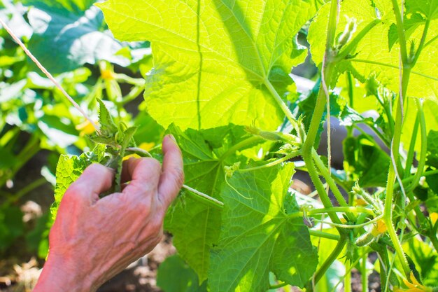 Der Landwirt bindet die Pflanzen im Gemüsegarten auf dem Bauernhof an Gartenbau- und Plantagenkonzept Landwirtschaftspflanzen, die in Gartenbetten wachsen