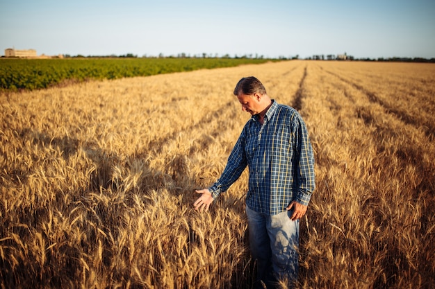 Der Landwirt geht vor der Ernte zwischen den goldenen Ähren hindurch und überprüft den reifen Zustand der Ernte der neuen Saison