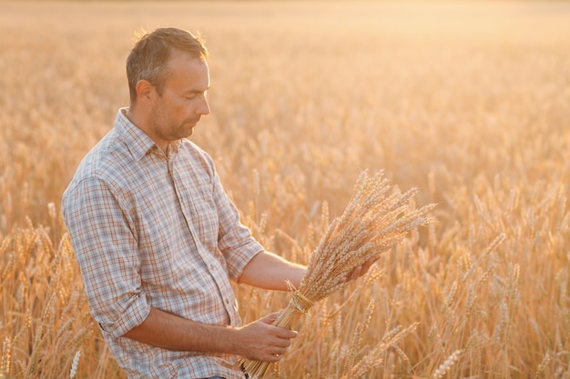 Der Landwirt hält bei Sonnenuntergang ein Bündel Weizenähren im Getreidefeld