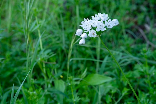 Der lateinische Name der weißen behaarten Knoblauchblumen ist Allium subhirsutum