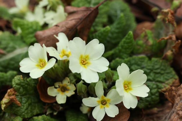 Foto der lateinische name ist primula vulgaris l.