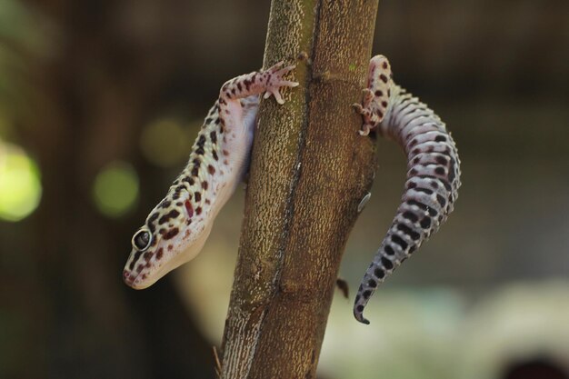 Der Leopardgecko oder gemeine Leopardgecko ist eine bodenbewohnende Eidechse