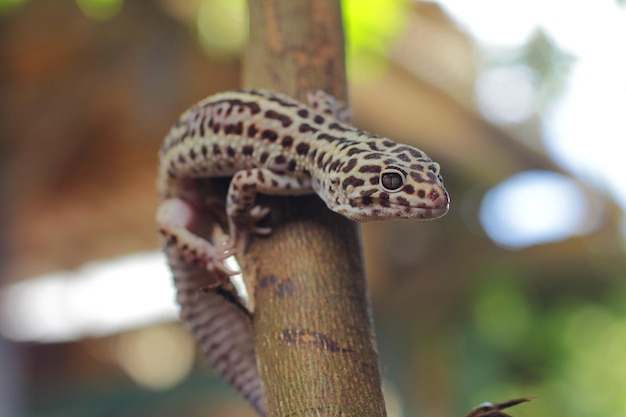 Der Leopardgecko oder gemeine Leopardgecko ist eine bodenbewohnende Eidechse