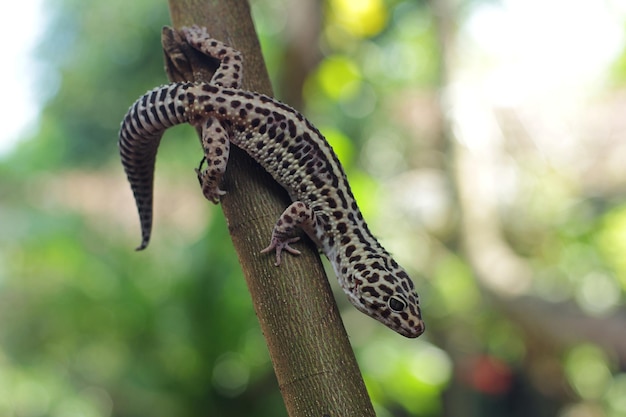 Der Leopardgecko oder gemeine Leopardgecko ist eine bodenbewohnende Eidechse