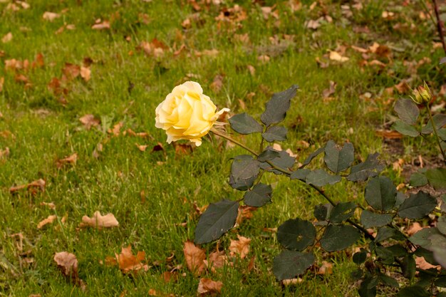 Der letzte schöne Herbst erhob sich vor dem Hintergrund von Gras und gefallenen Herbstblättern