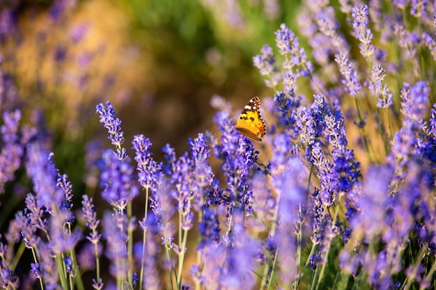 Der leuchtend orangefarbene Schmetterling sitzt auf einem Lavendelstrauch