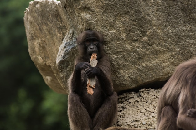 Der liebe Gelada-Affe sieht aus, als würde er auf einem Stück Holz Flöte spielen