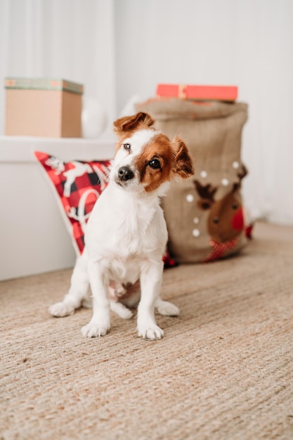 Der liebenswerte Jack-Russell-Hund im Innenraum vor der Weihnachtsdekoration zu Hause