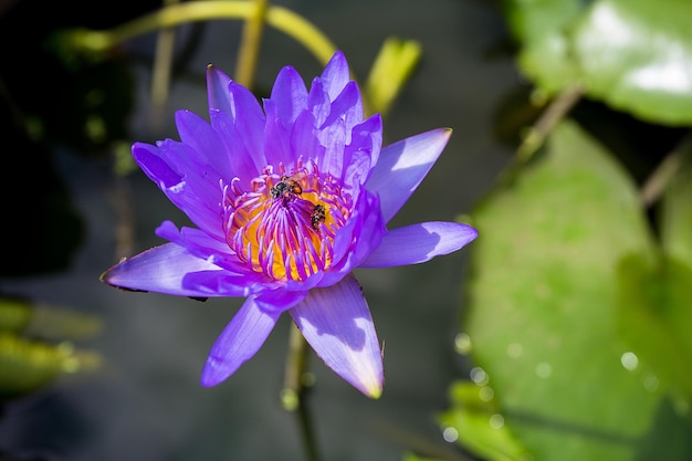 Der lila Lotus blüht im Teich mit vielen Bienen, die sich vom Nektar des Pollens ernähren.