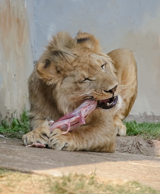 Der Löwe ist eine fleischfressende Säugetierart der Gattung Panthera und der Familie Felidae