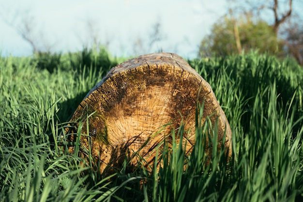 Der Log in das Gras im Sonnenlicht