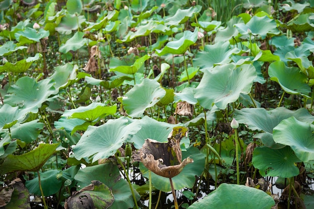 Der Lotosblattlotus.