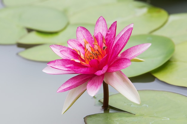 Der Lotus mit schönen Farben im Garten.