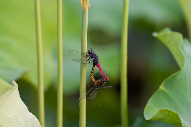 Der Lotusstab des Lotus hält die Tiere