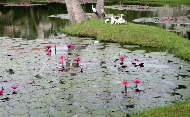 Der Lotusteich in Rosa