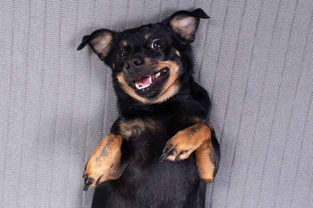 Der lustige kleine schwarze Hund auf grauem Plaid