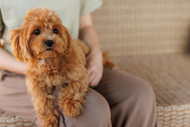 Foto der lustige maltipoo-welpe ruht in einem modernen interieur