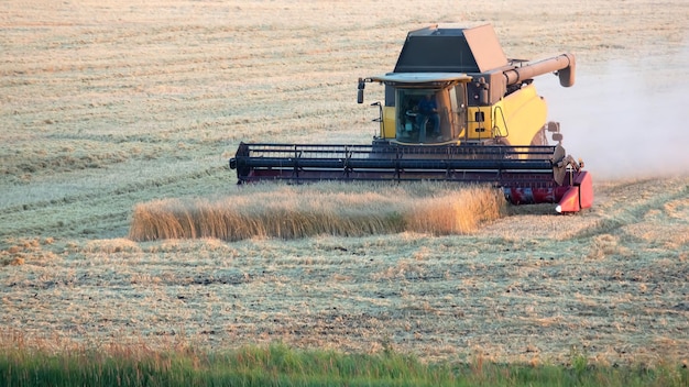 Foto der mähdrescher erntet weizen in der feldgetreidevorbereitungsagronomie und im felderntetransport der landwirtschaft