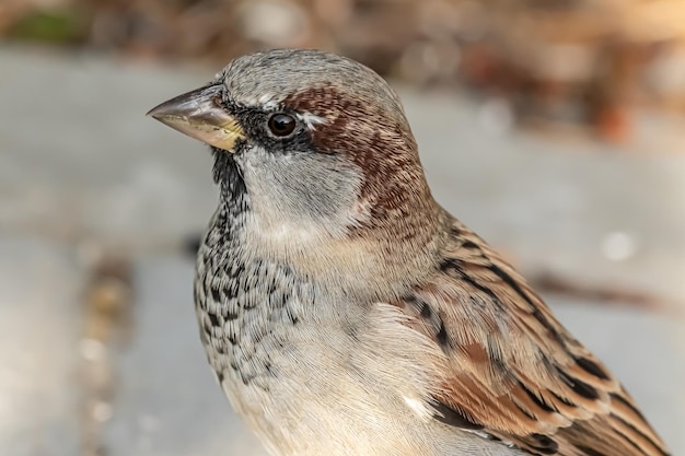 Foto der männliche hausspatz ist ein vogel der spatzfamilie passeridae.