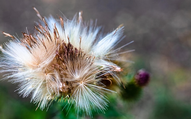 Foto der magische besen der natur