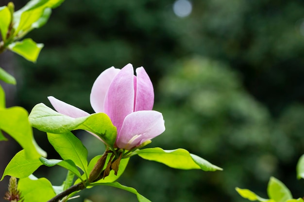 Der Magnolienbaum blüht im Frühling mit zartrosa Blüten, die im warmen Aprilwetter der Sonne baden