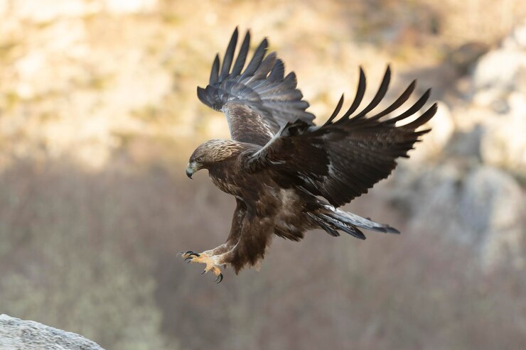 Der majestätische goldene Adler im Flug