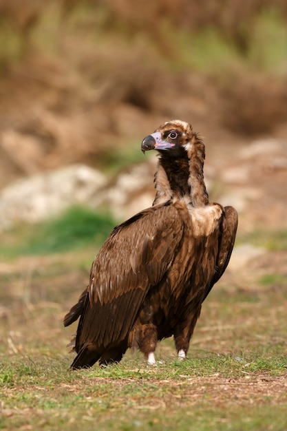 Der majestätische schwarze Geier