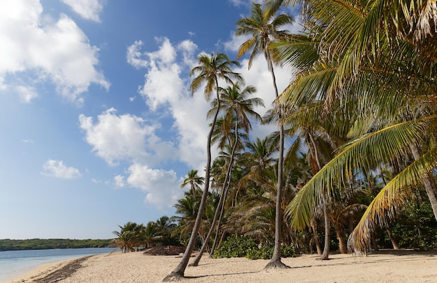 Der malerische karibische Strand Martinique-Insel Französisch-Westindien