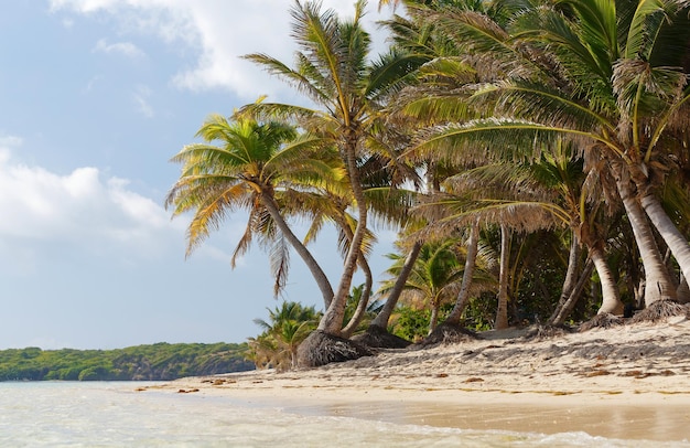 Der malerische karibische Strand Martinique-Insel Französisch-Westindien