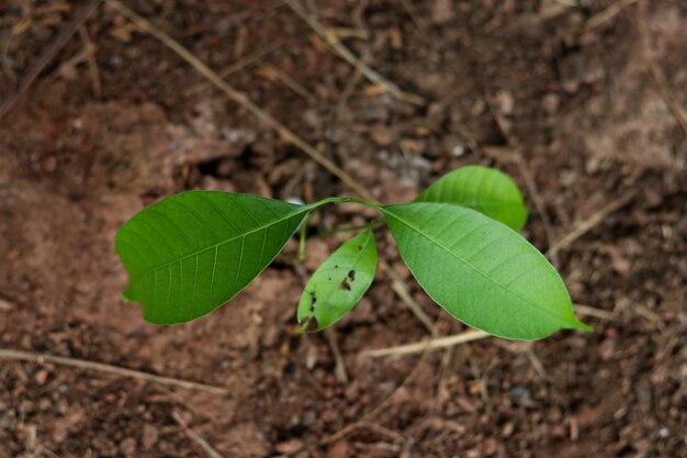 Der Mangobaum wächst in der Draufsicht.