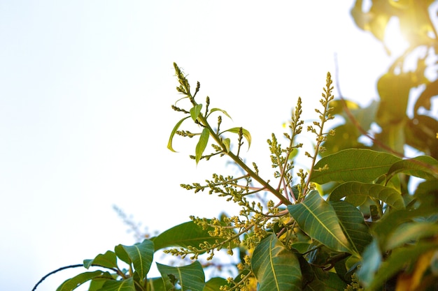 Der Mangostrauß oder die Mangoblume.