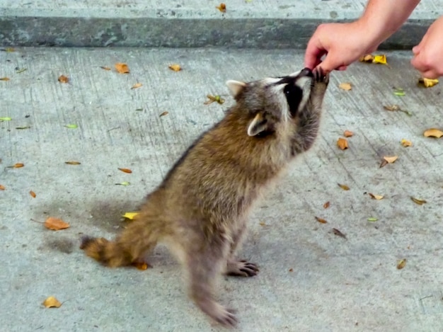 Der Mann füttert Waschbären. Domestizierung von Wildtieren. Gezähmte wilde Tiere.