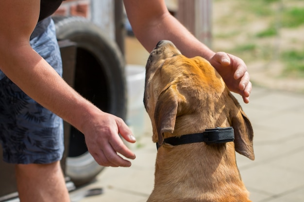 Der Mann streichelt den Hund. Boerboel.