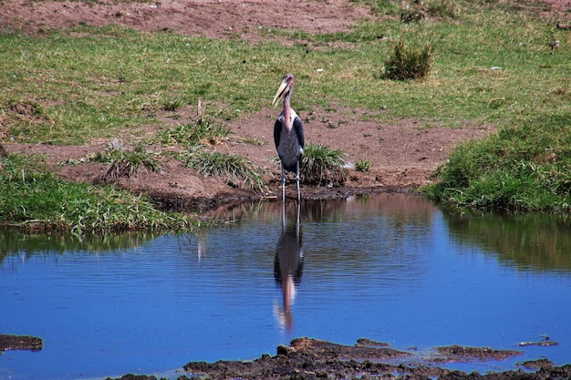 Foto der marabou auf einer safari in kenia und tansania, afrika