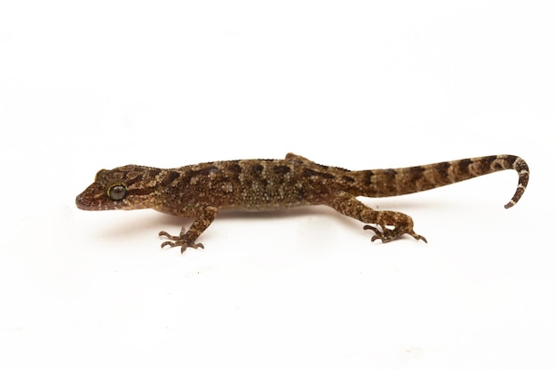 Foto der marmorierte bogenfingergecko oder die javanische benttoedgecko-eidechse cyrtodactylus marmoratus auf weiß